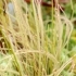 Drosera filiformis -- Fadenförmiger Sonnentau  